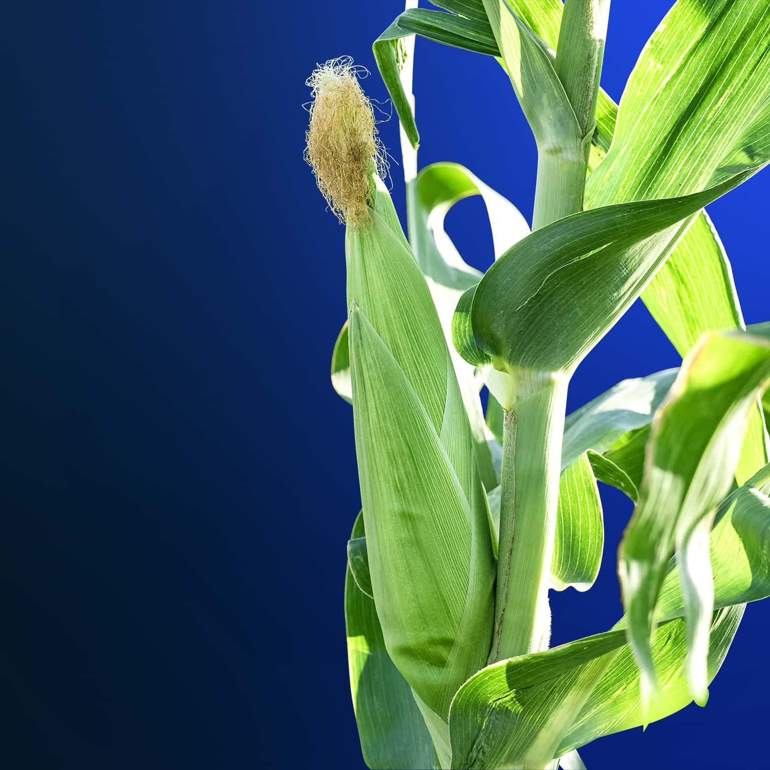 Agriculture consulting McKinsey & Company Agriculture McKinsey